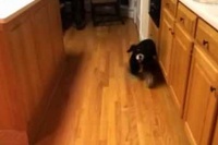 冷蔵庫を開けた途端猛ダッシュで氷に突撃！