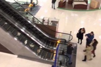 ショッピングセンターのエスカレーターに何でこんなにネコが！？