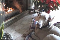 自分でクッションを持って暖炉の前でくつろぐわんこ♪