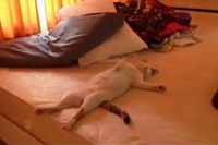 部屋に行ってこの状態のネコちゃんを見たら驚きますね！