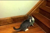 無言のネコちゃんですが、後ろにガーンという吹き出しが見えますね！