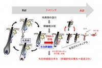 加齢による毛包幹細胞の老化と毛包のミニチュア化（東京医科歯科大の発表資料より）