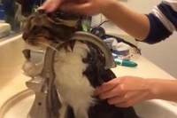 シンクのお風呂で.。o○アワアワにされてます！！