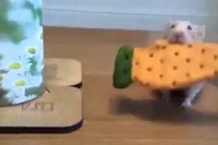 体ぐらい大きなクッキーにルンルンのハムスターでしたがびっくり！