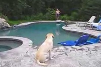 泳げないお父さんがプールにバシャンと飛び込んだ！大慌てのわんこ。