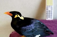 飼い主さんと同じ声と特徴で電話の受け答えをするあべちゃんすごい！