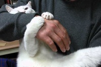 両手でぎゅ～っと手にしがみつくネコに萌え～！！