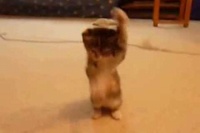 なんと動きがいちいちカンフーっぽい！