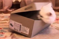 箱さえあればどこでもびっくり箱が完成します！