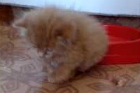 仔猫にお肉をあげたそうですが、こんな感じに・・・笑。