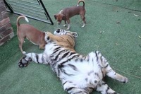 ちょっとじゃれていただけなのにわんこたちに怒られまくります・・・。