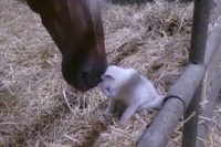 人がネコを可愛がっているみたいにキュン！となっている馬の愛情♪