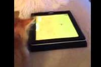 ゲームは今や人間だけのものじゃないようです！