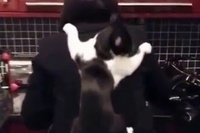 まるで5歳児の子供のようなネコちゃんです！