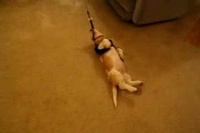 散歩デビュー！わーい楽しみ♪と思ったらそうでもない現実・・・。