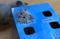 狭いところが妙に落ち着くというのはありますが、これははまり過ぎ！