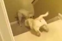 教育方針とはご家庭ごとにそれぞれですが、猫と犬でも大違い！？