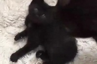 お母さんがそっと近づくとコロンと眠たくなってしまう子猫ちゃん！