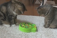 まさかのフェイントに思わずカクンとなってしまいます…笑。