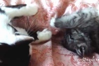 こんなかわいい子猫ちゃんにこんな起こし方をするなんて！