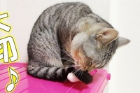 自分のしっぽをとっても大事にしているにゃんこの行動がかわいい！