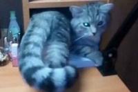 子猫の時にいたお気に入りの場所に大きくなって入ろうとしたら！？