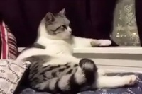 なんだか優雅な姿勢でご飯を待っている猫の姿、人間みたいです！