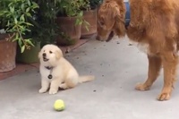 何をやってもかわいい子犬の行動にキュンキュンです！！