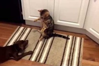 強いぞ！わんこ触らずしてワンの一吠えで勝利！！