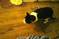 やっぱり猫はわかってますね、一番悪い人にパシッと行きましたね！