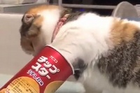 とりたい！とりた～い！手がだめなのに何で顔いれちゃうかな～。