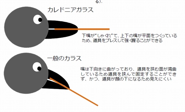 道具を使って虫を捕まえるカラスの一種は くちばしが特殊な形に進化していることを発見 慶大 松井大氏ら 財経新聞