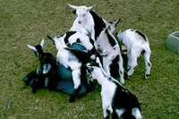 知らなかった～！！ヤギだけど子猫や子犬のようなこの人懐こさ！