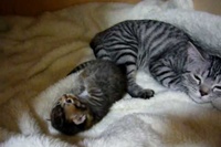 一生懸命起き上がろうとしている姿がただただ可愛くて目がハートです。