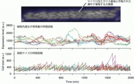 1細胞計測システム「ダイナミクスサイトメーター」によって観察される大腸菌の顕微鏡写真(上段)、観察画像の解析によって得られる個々の細胞内での遺伝子発現量の表現型ゆらぎ(中段)、細胞サイズの表現型ゆらぎ(下段)。(東京大学の発表資料より) 1細胞計測システム「ダイナミクスサイトメーター」によって観察される大腸菌の顕微鏡写真(上段)、観察画像の解析によって得られる個々の細胞内での遺伝子発現量の表現型ゆらぎ(中段)、細胞サイズの表現型ゆらぎ(下段)。(東京大学の発表資料より)