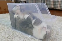 何の変哲もないケースを最大活用して遊べる猫って実は天才かも！？