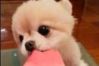 よろぴくぴく！のポメちゃんはやっぱり何をしててもカワイイ！！