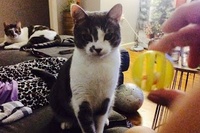 ネコの取ってこいが凄いな～と思っていたら意外な落ちがありましたね。