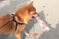 ルンルンでステップを踏んでいるわんこの喜びが伝わってきますね。