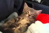 なぜ頑張る！？笑・・・最後まで頑張りを見せる子猫ですが・・・。