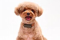 「わんダントチャーム」を装着した様子（富士通の発表資料より）