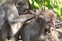 毛づくろいを行うニホンザル。（京都大学の発表資料より）
