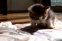 ごはん！はみんなテンションあがるけど子猫は眠気に勝てなかった！！