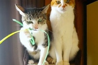 どんなに目の前で浮かれてても微動だにしないとこがさすがです。