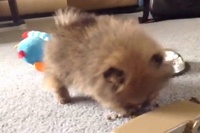 床のカリカリの餌を食べようとしただけなんですけど～笑。