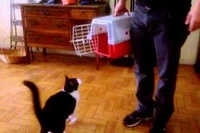 普通は嫌がるキャリーバッグに自ら進んで入り絶対に出たくない！