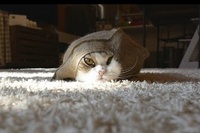 袋に入って転がる子、ムッチムチで収まる子、どちらも気持ちは同じ？