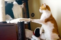 もうくだらないことでやめなさい！と怒られる2匹のダメンズ…。