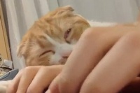 キーボードをタイプしているにもかかわらず眠くなる猫って・・・。
