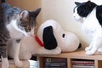 落ちた先の箱の中でがっかりするどころか入って嬉しい感じが！？